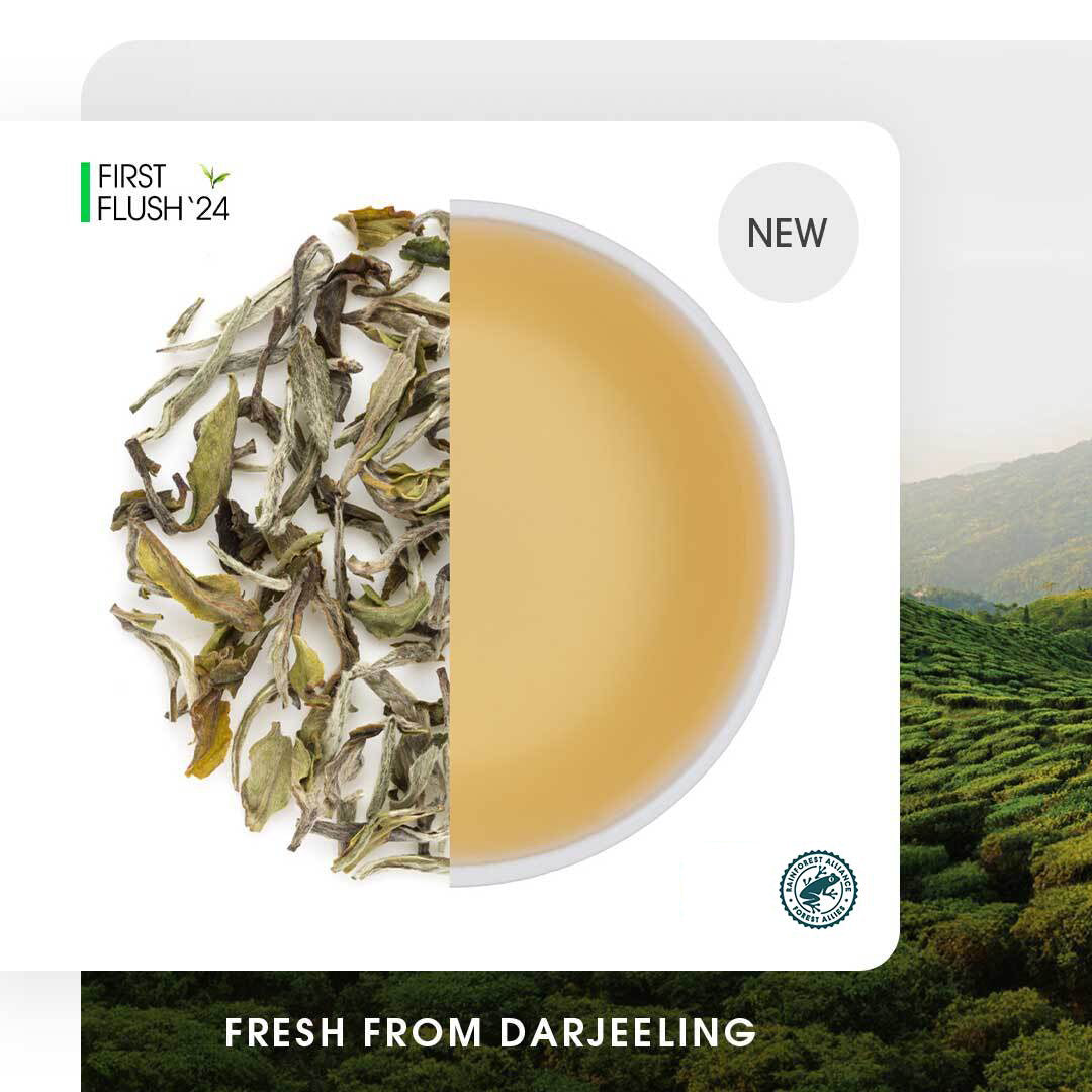 Darjeeling Barnesbeg Spring Moonlight White