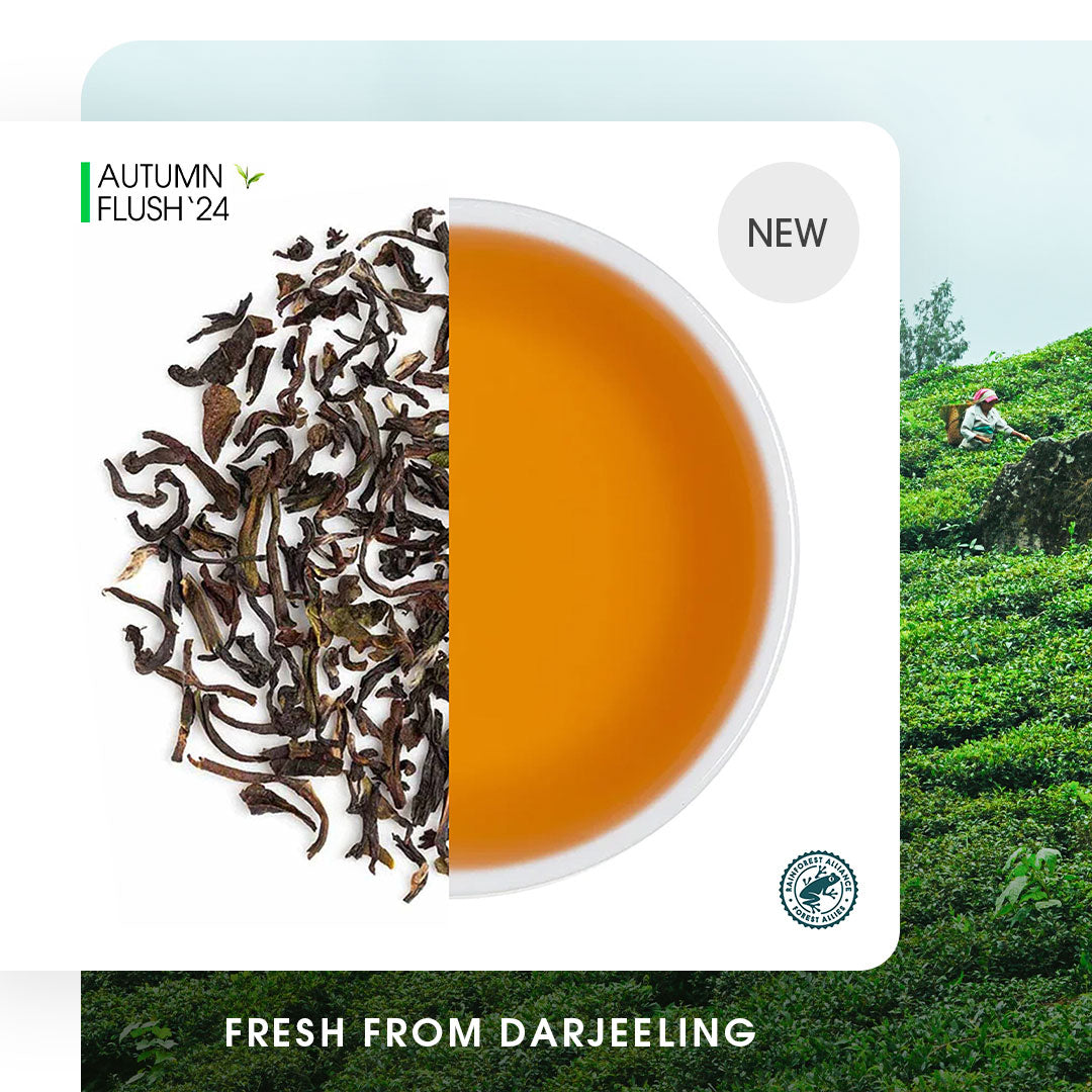 Darjeeling Jungpana Autumn Chinary Black