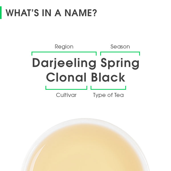 Darjeeling Spring Clonal Black